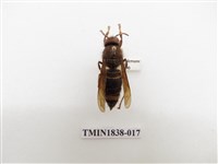 藏品(威氏虎頭蜂)的圖片